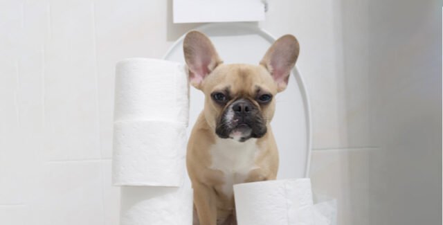 Diarrea en perros: principales causas y tratamientos