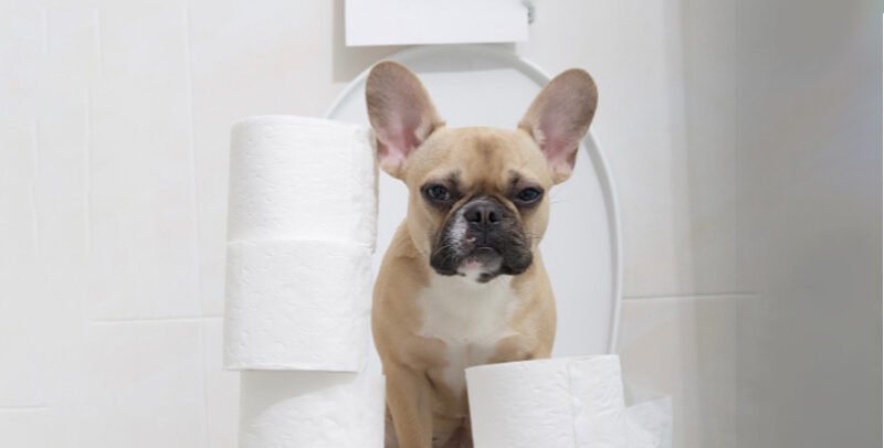 Diarrea en perros: principales causas y tratamientos