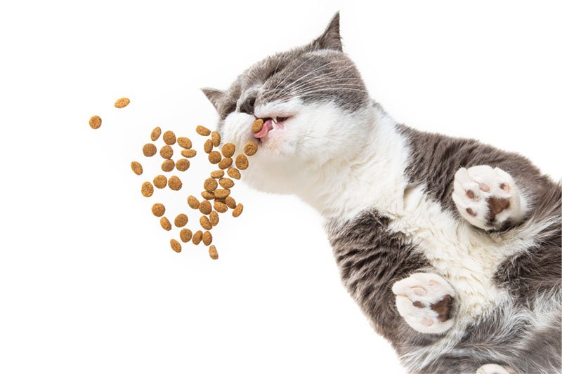 arroz-gatos 
