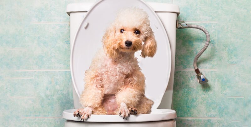 Coccidiosis en perros: síntomas, causas y tratamiento