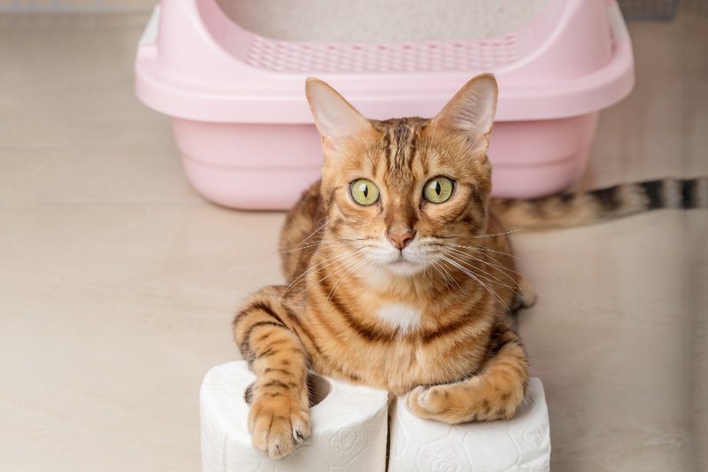 heces-malolientes-gato
