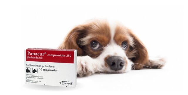 Panacur para perros: función, eficacia y alternativas