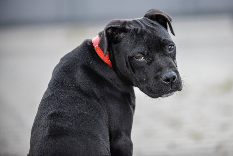 diarrea-perros-remedios-caseros