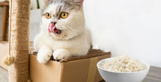 Arroz para gatos: ¿pueden comerlo sin problemas?