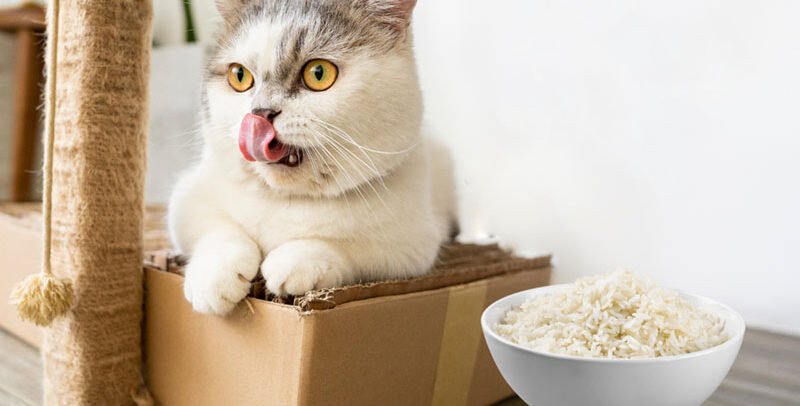 Arroz para gatos: ¿pueden comerlo sin problemas?