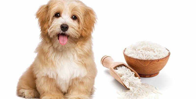 Arroz para tu perro: ¿es una buena idea?