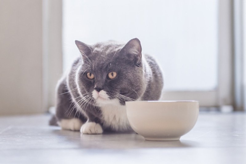 mejor-pienso-gatos-esterilizados
