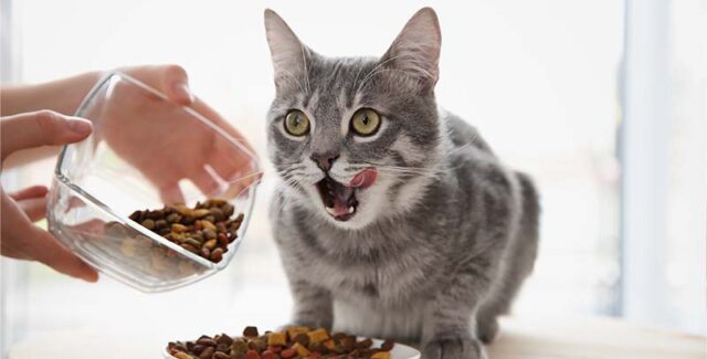 ¿Cuál es el mejor pienso para gatos esterilizados?