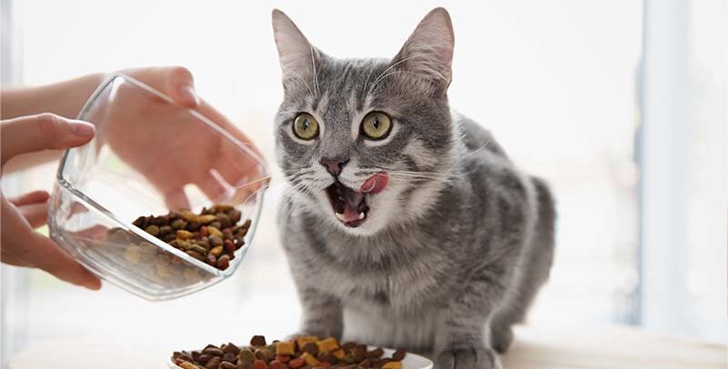 ¿Cuál es el mejor pienso para gatos esterilizados?