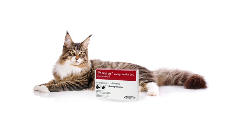 Panacur para gatos: ¿en qué casos usarlo y cómo?