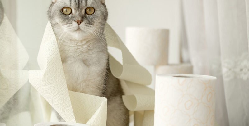 Coccidiosis en gatos: ¿cómo detectarla y combatirla?