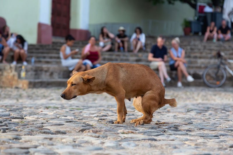 diarrea-perros-causas-tratamiento