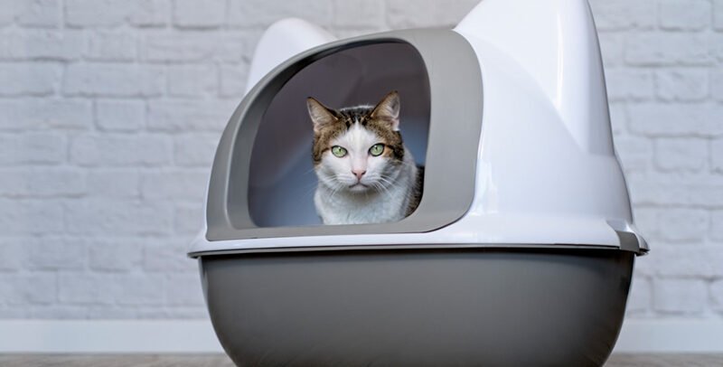 ¡Socorro: mi gato tiene heces malolientes!