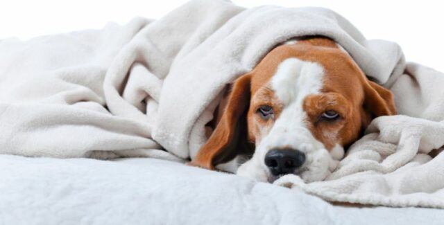 Colitis en perros: causas, síntomas y tratamiento