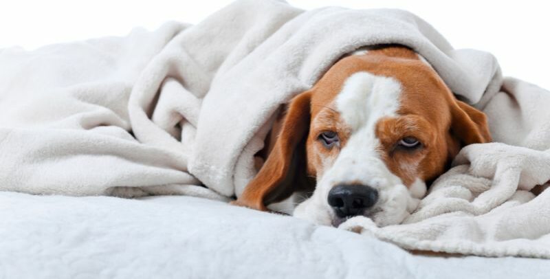Colitis en perros: causas, síntomas y tratamiento