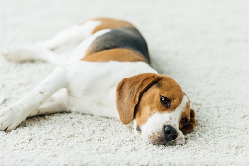colitis-perro