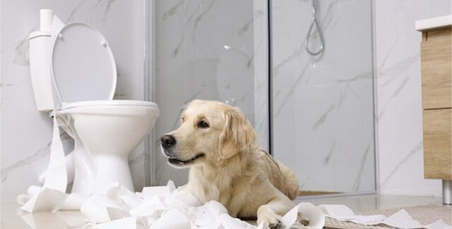 Mi perro vomita y tiene diarrea: ¿cómo reaccionar?