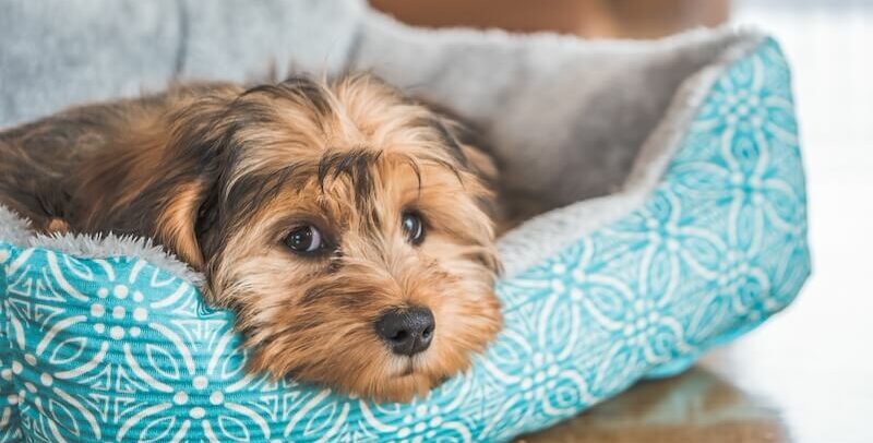 Mi perro vomita comida sin digerir: ¿qué hacer en 3 pasos?
