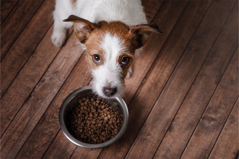 perro-vomita-comida-sin-digerir