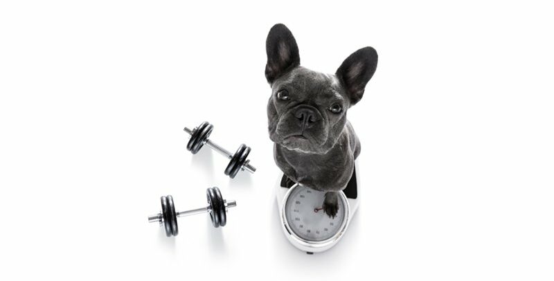 Pienso light: ¿realmente ayuda a tu perro?