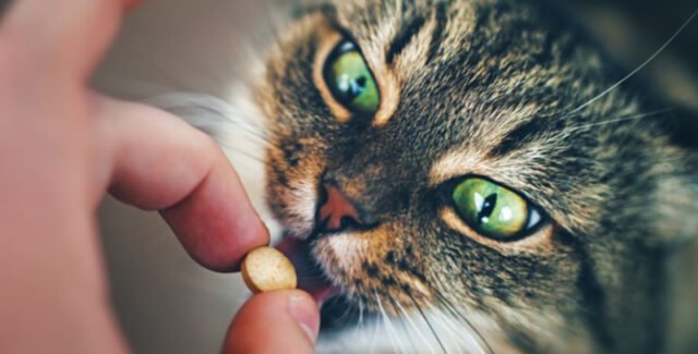 Probióticos para gatos: ¿son realmente eficaces?