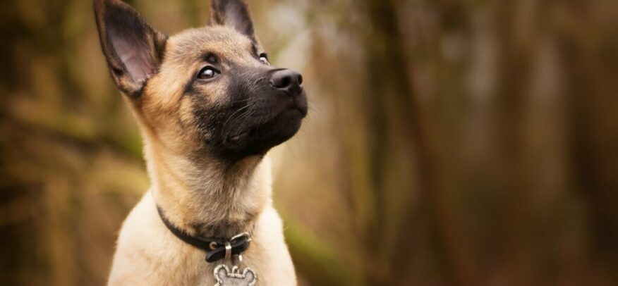Mi perro tiene sangre en las heces: ¿cuándo preocuparse?
