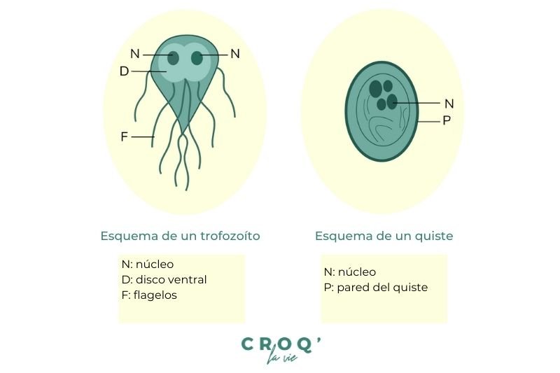 giardiasis-perros 
