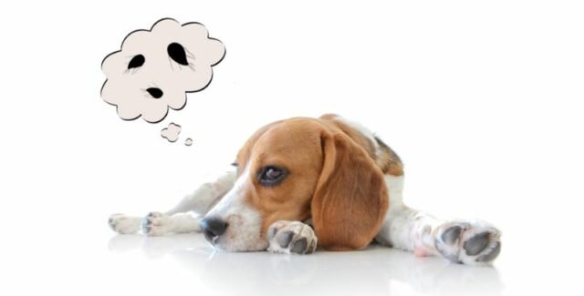 Giardiasis en perros: causas, síntomas, tratamiento y riesgos