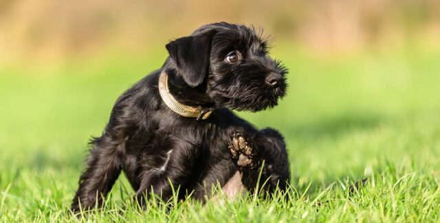 Dermatitis en perros: causas, síntomas, tratamiento y prevención