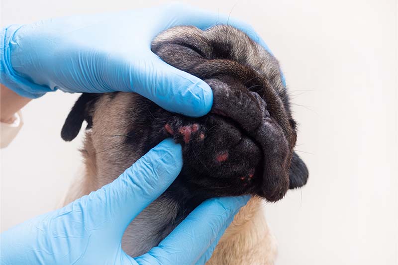dermatitis-perros