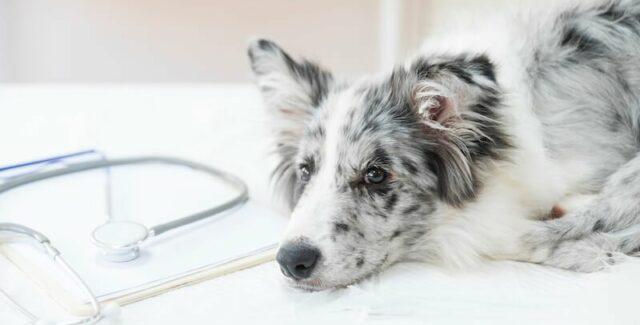 Mi perro tiene diarrea con moco: ¿por qué y qué hacer?