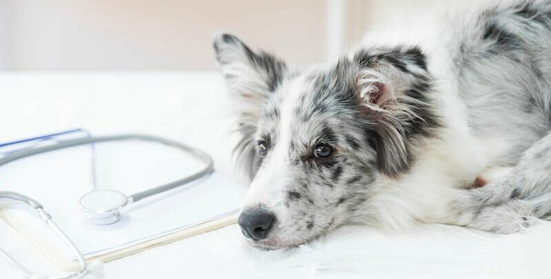Mi perro tiene diarrea con moco: ¿por qué y qué hacer?