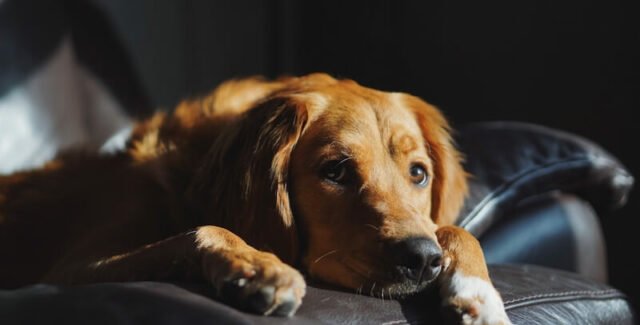Diarrea amarilla del perro: ¿cómo tratarla?