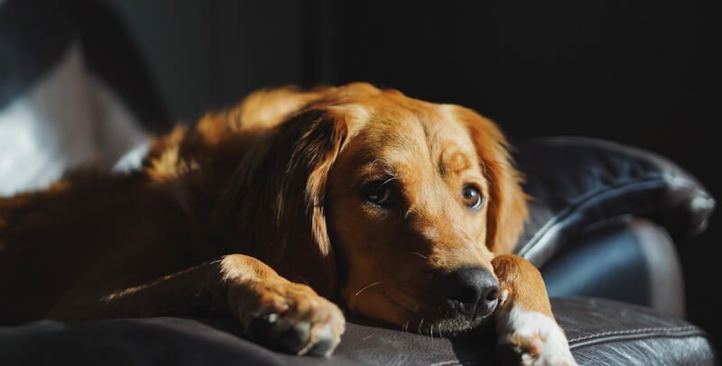 Diarrea amarilla del perro: ¿cómo tratarla?