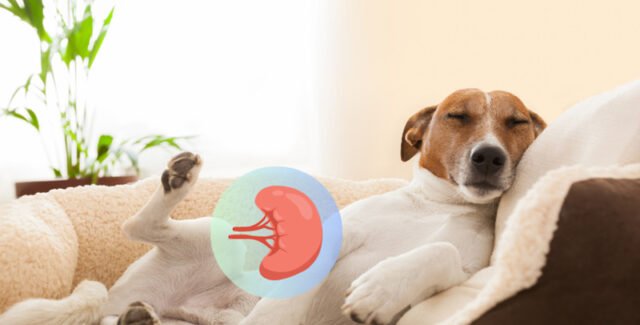 Urea en perros: ¿cómo reaccionar ante esta situación?