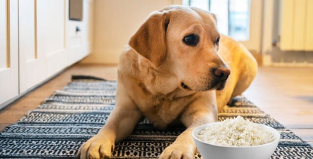 Arroz para la diarrea en perros: ¿realmente eficaz?