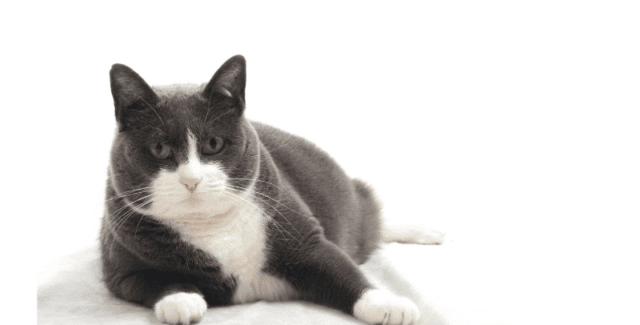 Gato obeso: causas, consecuencias y soluciones para su pérdida de peso