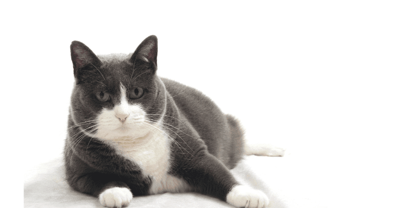 Gato obeso: causas, consecuencias y soluciones para su pérdida de peso