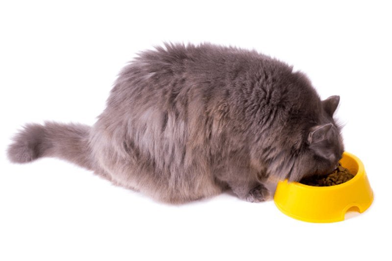 gato-obeso