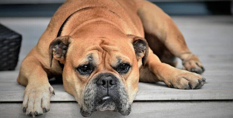 Infección urinaria en perros: causas, síntomas y tratamiento