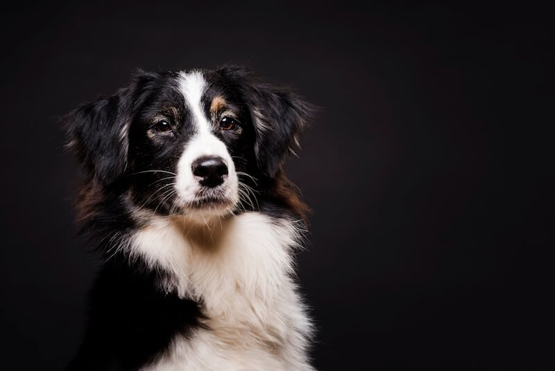 diarrea-amarilla-perro