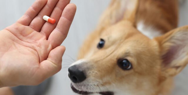 Probióticos para perros: ¿son efectivos?