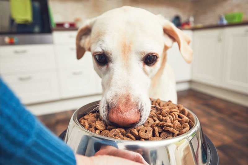 probioticos-perros