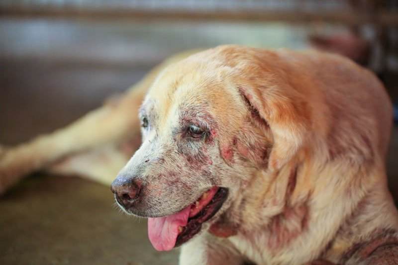 foto-sarna-perros