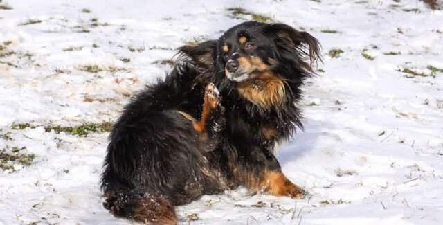 Sarna en perros: causas, síntomas, tratamiento y prevención