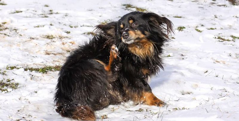 Sarna en perros: causas, síntomas, tratamiento y prevención