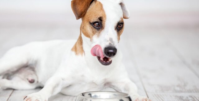¿Cuál es el mejor pienso para perros esterilizados?