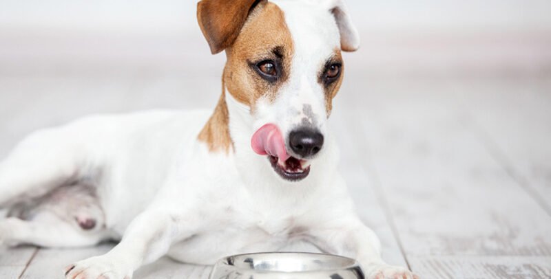 ¿Cuál es el mejor pienso para perros esterilizados?