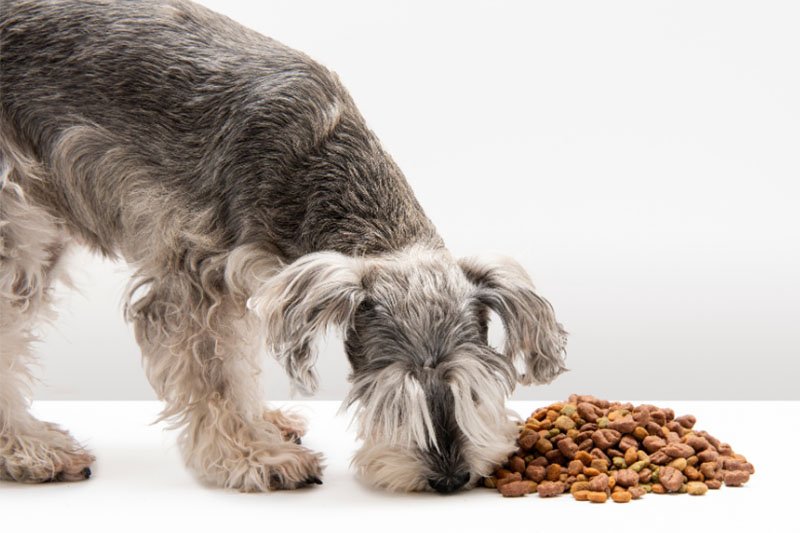 mejor-pienso-perros-esterilizados